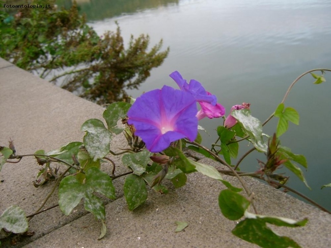 sbocciano al lago