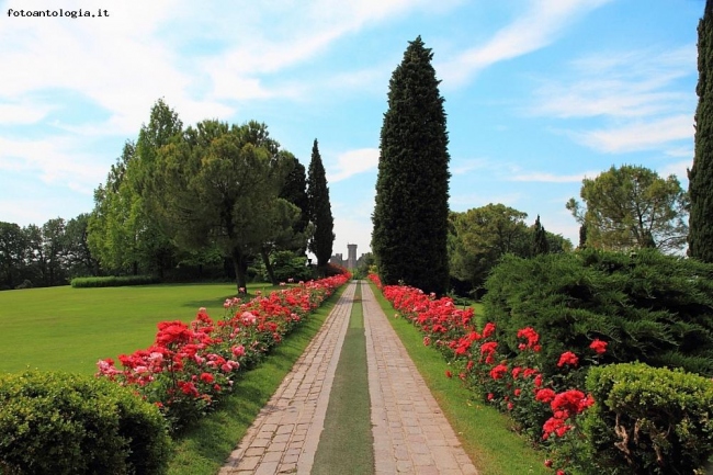 Viale delle rose