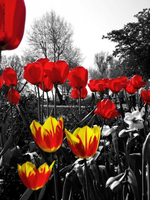 Tulips