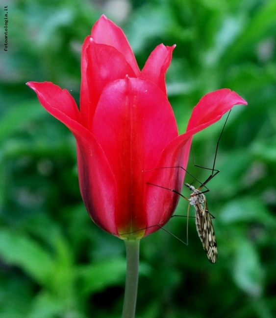 La Zanzara e il Tulipano