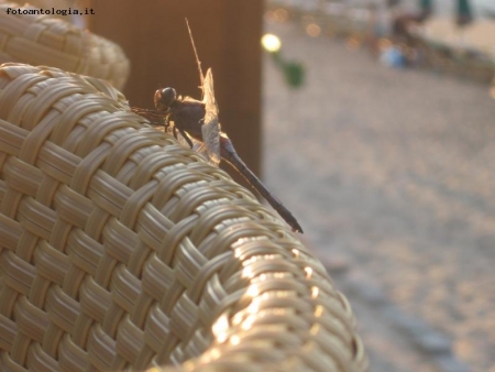 libellula