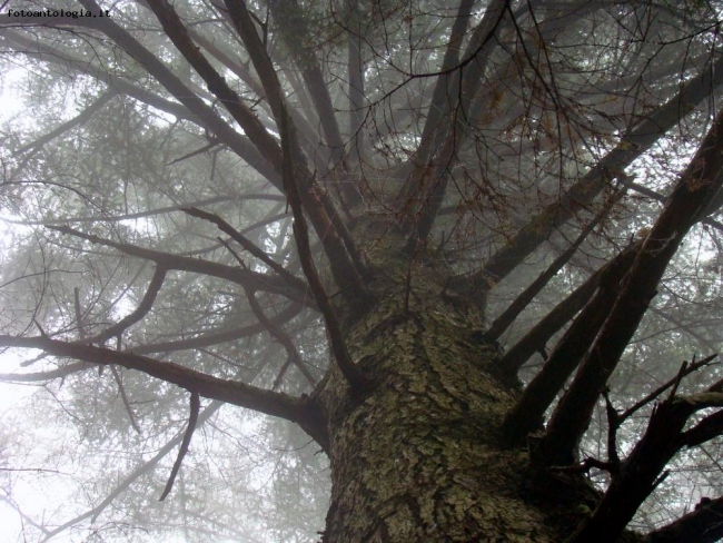 la forza della natura