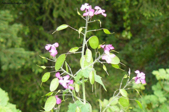 medaglia del papa