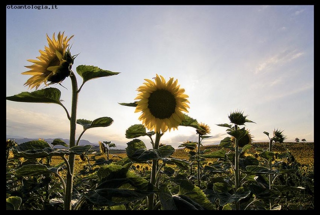 SunFlowers