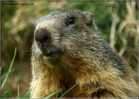 Marmotta