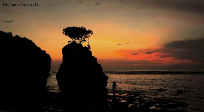 l'albero di mare...