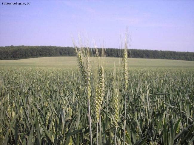 grano immaturo