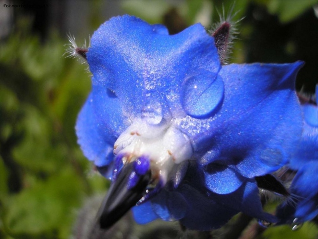 macro blu