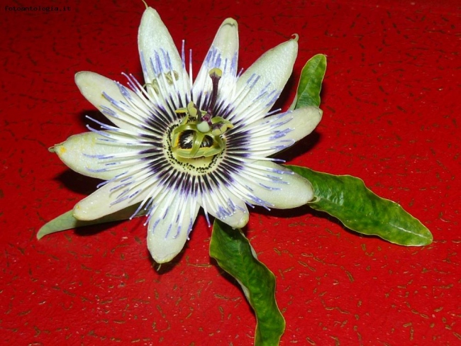 passion flower