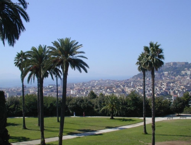 Palme nel giardino del Museo di Capodimonte