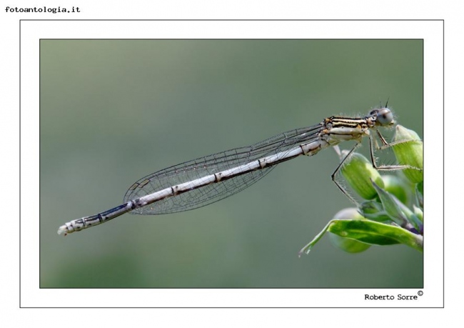 libellula