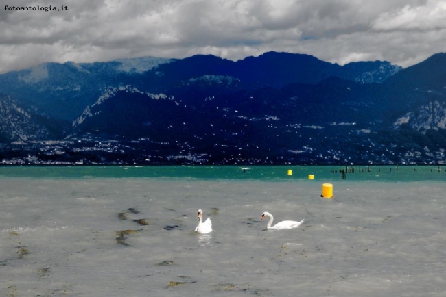 il lago dei cigni