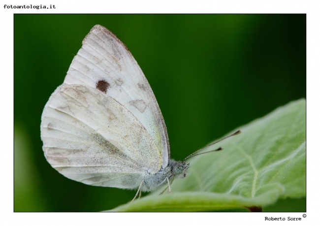 farfalla