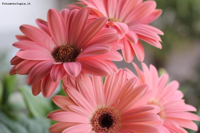 gerbera