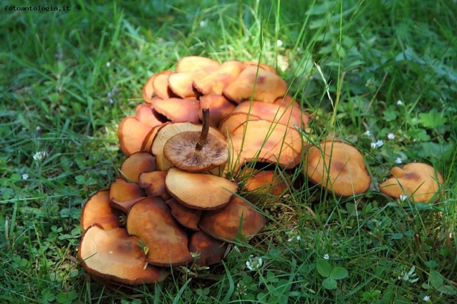 Funghi sull'alpe del Nevegal