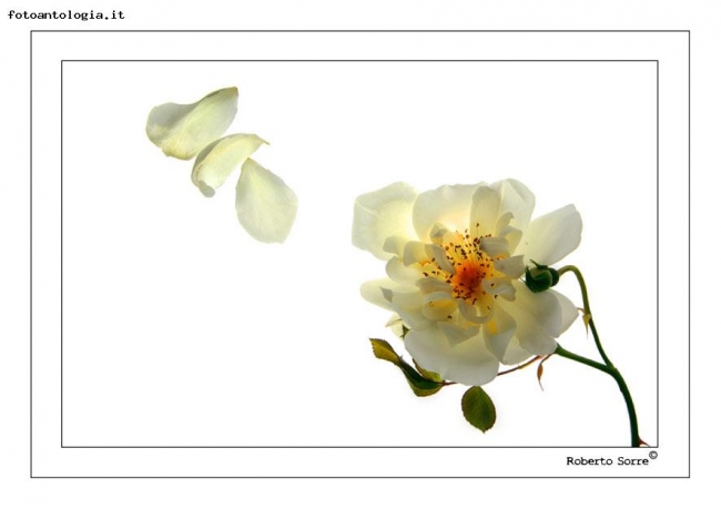 rosa