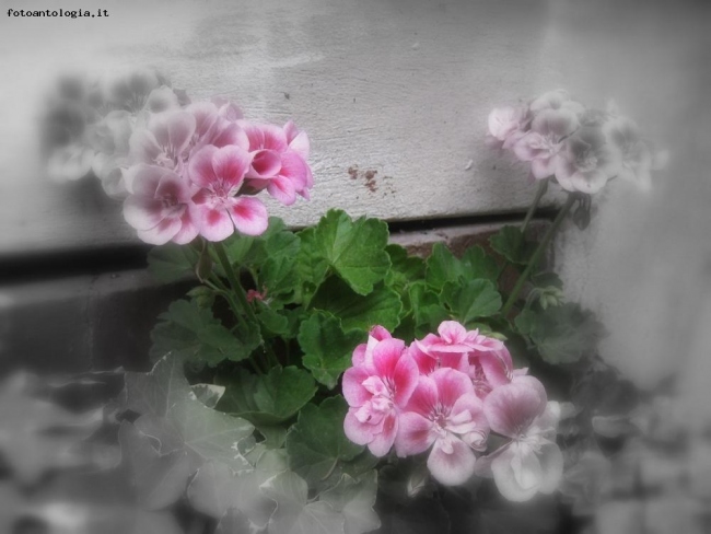 Pelargonium