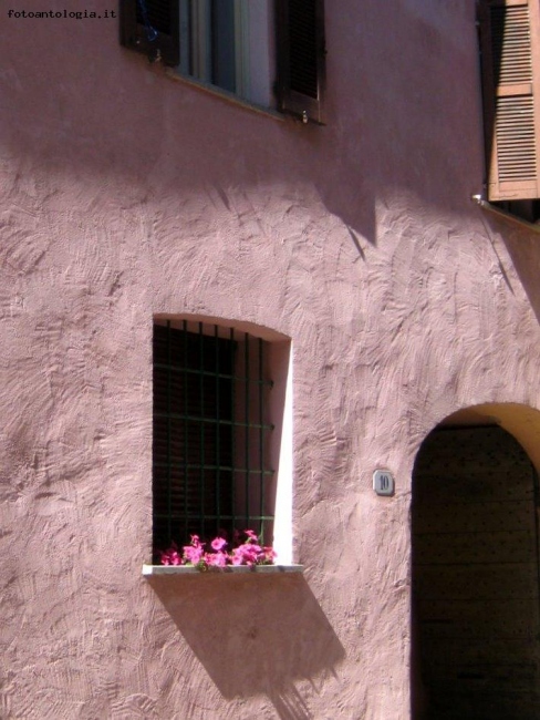 Rosa...