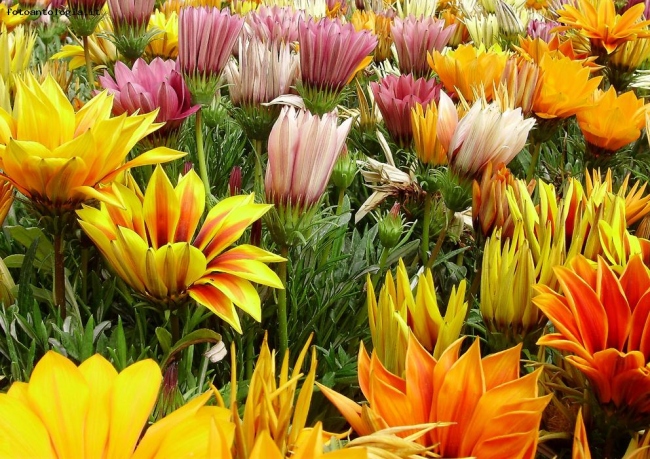 euroflora