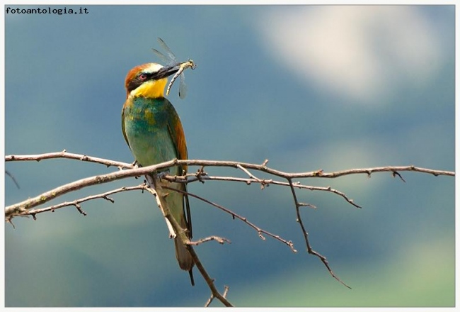 Gruccione  (Merops apiaster) 