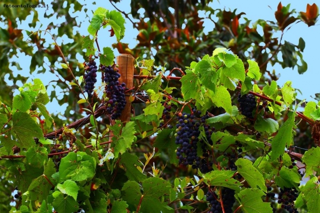 ...dal ribollir dei tini va l'aspro odor dei vini...