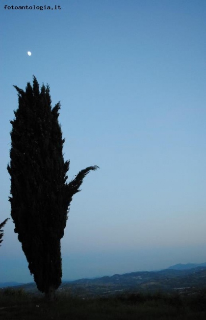 il cipresso e la luna..