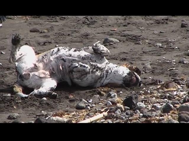 tosca sulla spiaggia di vulcano