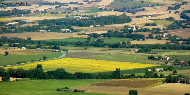 l'oro delle pianure marchigiane