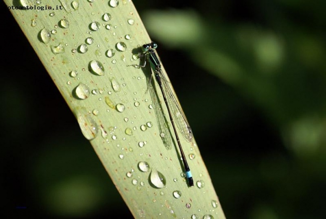 Libellula