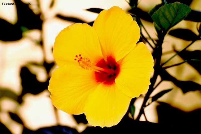 Ibiscus