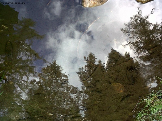 pini e nuvole riflessi nell'acqua