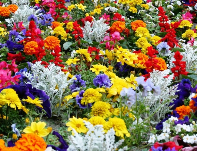 Variet..di colori e di fiori