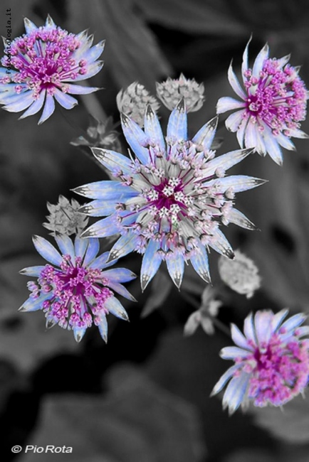 Fiori di montagna