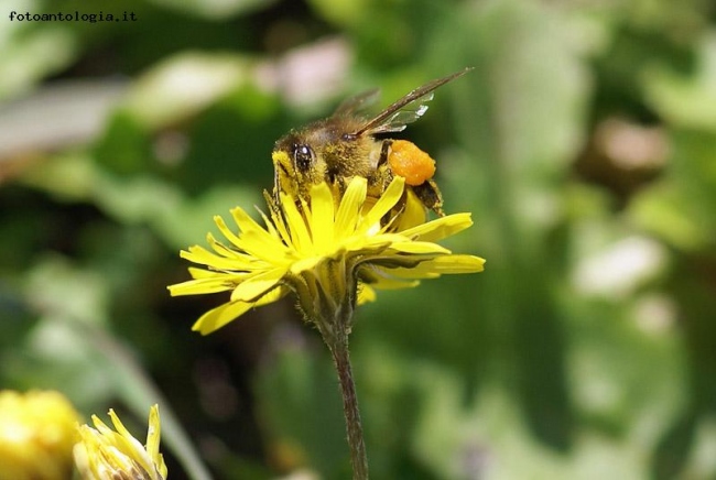 Ape,su fiore