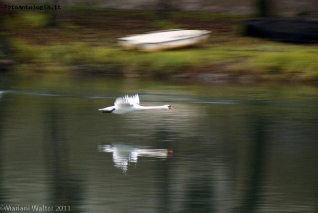 Volo