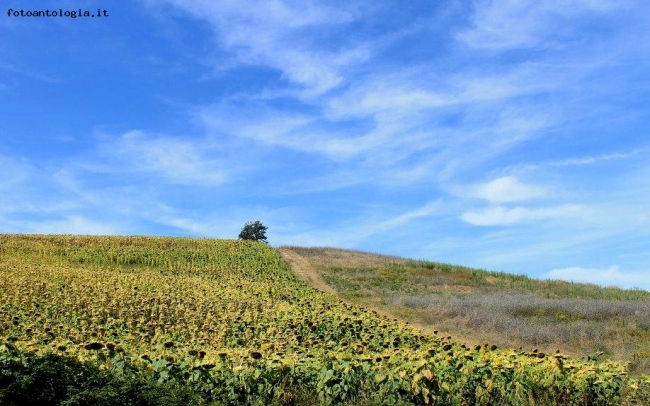 Terre di Siena