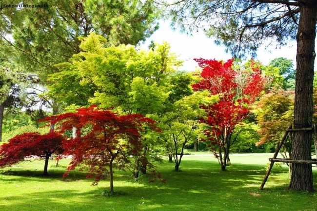 Alberi di mille colori