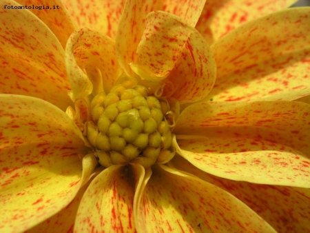 Dahlia