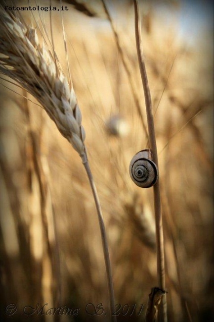 La Perfezione della Natura