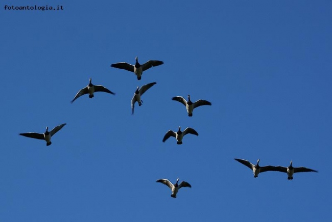 Lezione di volo