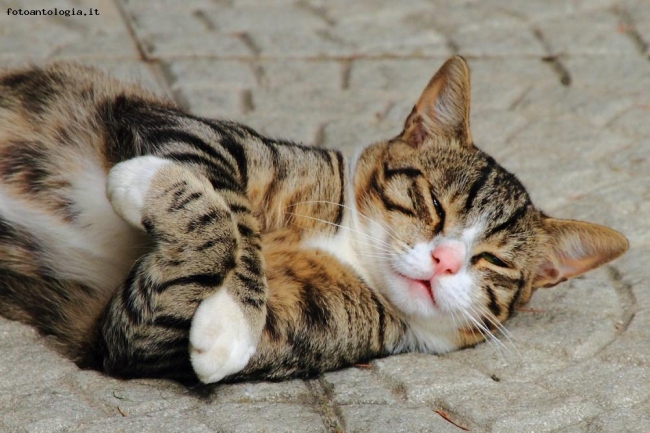 Pulcione il mio gatto...lavora con le braccia concerte