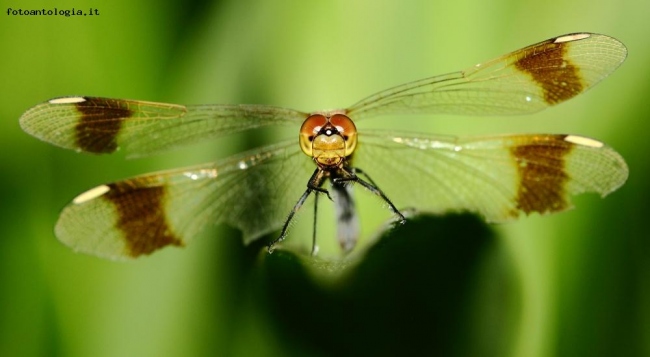 libellula