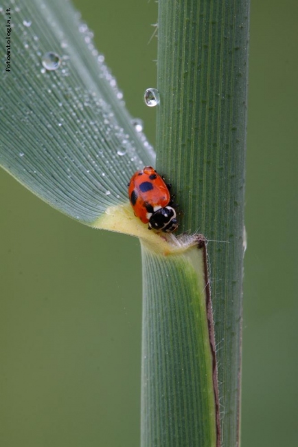 coccinella