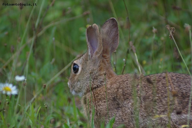 Coniglio selvatico -2-