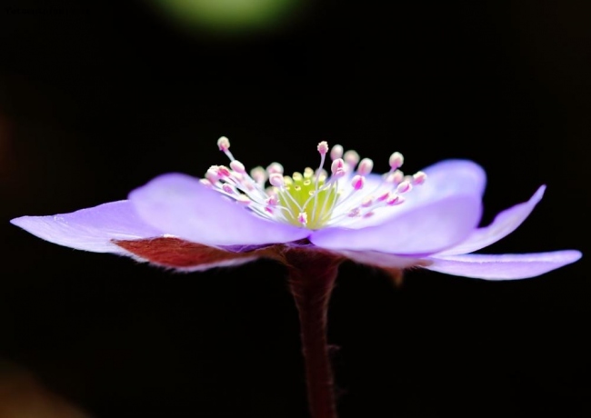 fiore