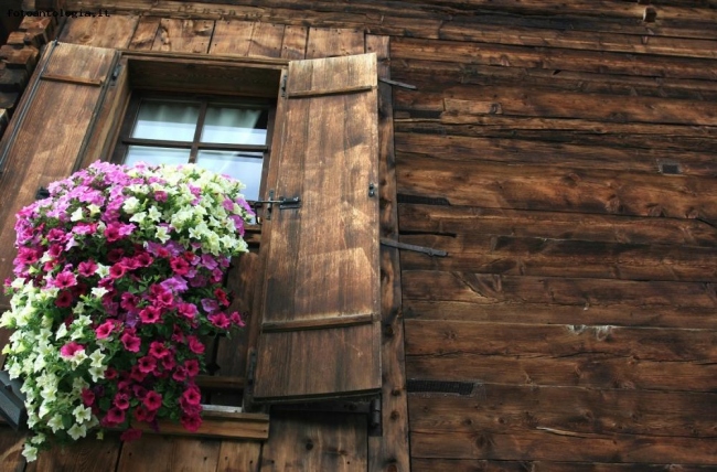 Cent'anni di legno, un mese di fiori.