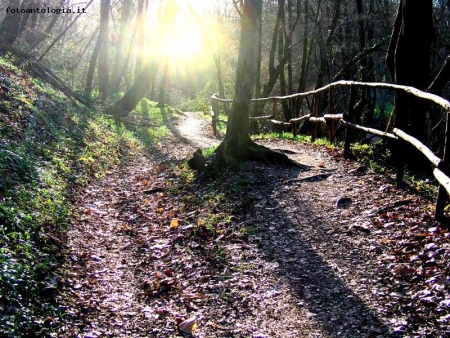 Una luce nel bosco