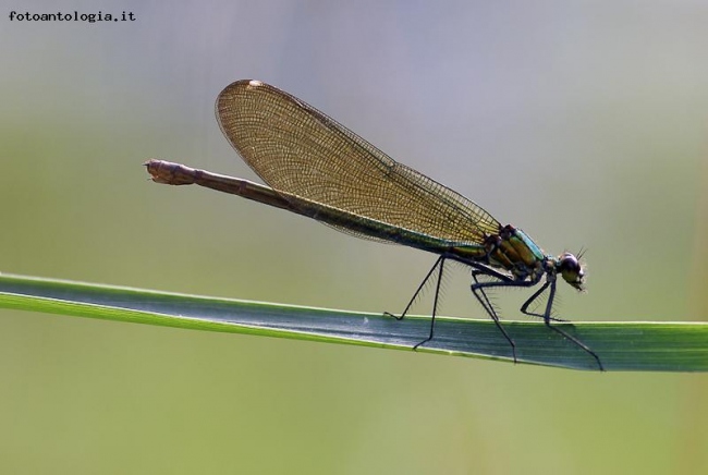 In equilibrio