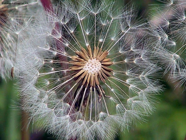 Fiore