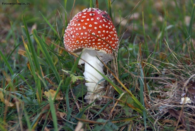 Amanita Muscaria